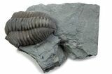 Long Curled Flexicalymene Trilobite - Mt Orab, Ohio #375288-1